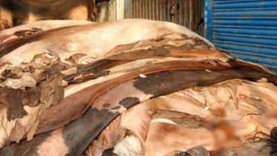 সংগ্রহ করা কোরবানির চামড়া (ফাইল ছবি)