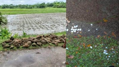 ঝালকাঠি সদর উপজেলার পূর্ব গুয়াটন এলাকায় তালগাছ কেটে ‘শতাধিক’ বাবুই পাখির ছানা হত্যা করার অভিযোগ পাওয়া গেছে