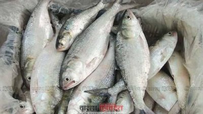 ইলিশ