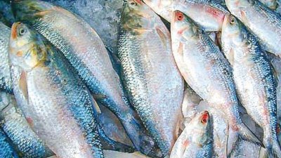 ইলিশ মাছ (ছবি: সংগৃহীত)