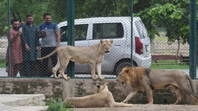 পাকিস্তানে প্রতিপত্তি দেখাতে সিংহ পালনের প্রবণতা রয়েছে একটি গোষ্ঠীর। ফাইল ছবি: দুনিয়া নিউজ
