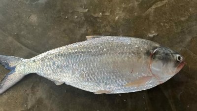 আট হাজার টাকার ইলিশ