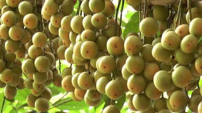 ছবি- বাংলা ট্রিবিউন