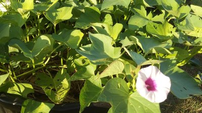 মিষ্টি আলুর উদ্ভিদ (ছবি:ইন্টারনেট)