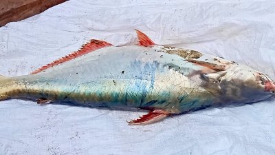 বঙ্গোপসাগরে ধরা পড়া ১৫ কেজি ওজনের পাঙাশ