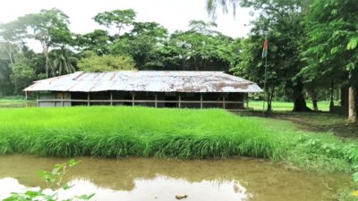 ৭২ নম্বর উত্তর-পূর্ব জালিয়াঘাটা সরকারি প্রাথমিক বিদ্যালয়ের মাঠে আমন ধানের বীজতলা