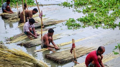 পাটের আঁশ ছাড়াতে ব্যস্ত কৃষকরা