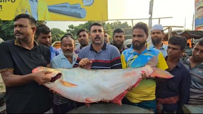 পদ্মা নদীতে জেলের জালে ধরা পড়া সাড়ে ২২ কেজি ওজনের ঢাই মাছ
