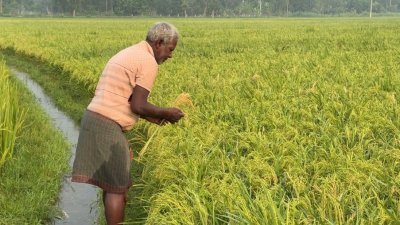 দিনাজপুরের হিলিতে নিজের চাষ করা বোরো ধানের ক্ষেতে একজন কৃষক (ফাইল ফটো)