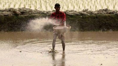 বর্তমানে প্রতি কেজি ইউরিয়া সারের উৎপাদন খরচ পড়ছে ৩৮ টাকার মতো (ফাইল ছবি/ঢাকা ট্রিবিউন)