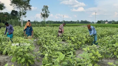 দিনাজপুরের ঘোড়াঘাটে ভালো ফলন ও লাভের আশায় অনলাইনে বেগুনের বীজ কিনে প্রতারণার শিকার হয়েছেন কয়েকজন কৃষক