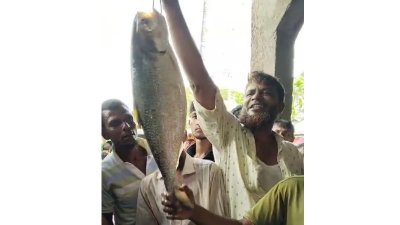 তিন কেজি ওজনের ইলিশ