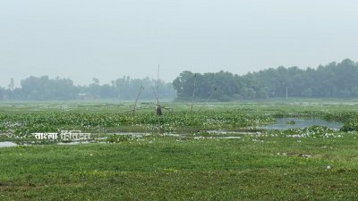 দিনাজপুরের নবাবগঞ্জে সরকার ঘোষিত আশুরার বিল মৎস্য অভয়াশ্রম দখল-দূষণ ও নিষিদ্ধ জাল ব্যবহারের কারণে হুমকির মুখে পড়েছে