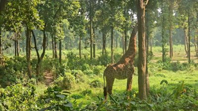 গাজীপুর সাফারি পার্কের শেষ জিরাফটি