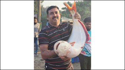 পদ্মায় ধরা পড়া বিশাল আকারের পাঙাশ