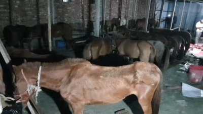 উদ্ধার করা ঘোড়া