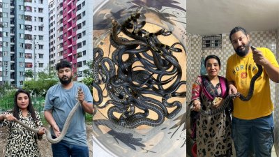 রাজধানীর বিভিন্ন এলাকা থেকে সাপ উদ্ধার করেছে অ্যানিমেল ওয়েলফেয়ার অ্যাসোসিয়েশন (কোলাজ)