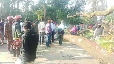 ঢাকা-বরিশাল মহাসড়কে একাধিক গাছ কেটে ফেলে অবরোধ সৃষ্টি করা হয়