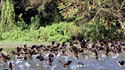 রাজশাহী বিশ্ববিদ্যালয়ে আসা অতিথি পাখি