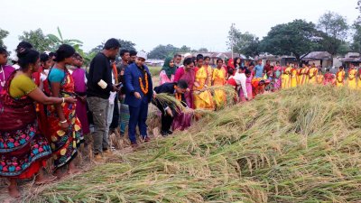 গোদাগাড়ী উপজেলার চৈতন্যপুর গ্রামে নবান্ন উৎসবে কৃষাণিদের ধান কাটার প্রতিযোগিতা অনুষ্ঠিত হয়েছে