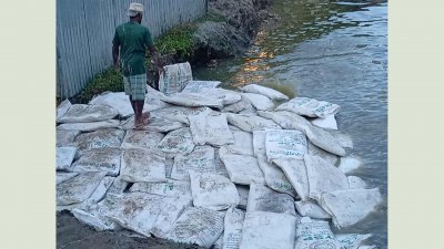 সার মাটিচাপা দেওয়া হচ্ছে