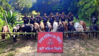 উদ্ধার গরু
