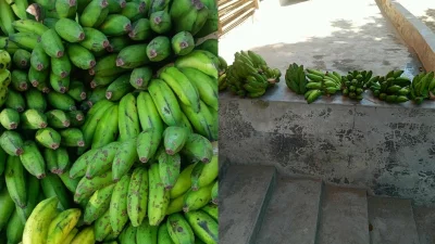 মঙ্গলবার যাদুরচর নতুন গ্রাম সরকারি প্রাথমিক বিদ্যালয় সরবরাহ করা কাঁচা কলা