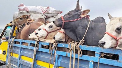 সাভারের আশুলিয়ায় মহাসড়কে আটকে অস্ত্রের মুখে জিম্মি করে ট্রাকসহ ৩০টি গরু ডাকাতির ঘটনা ঘটেছে