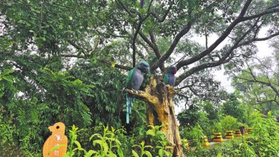 মাত্র ২৫০ মানুষের ব্লাং জাতিগোষ্ঠীর গ্রামটিতে থাকে প্রায় ৩০০ ডার্বিয়ান প্যারাকিট। ছবি: সিএমজি