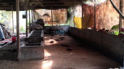 গাজীপুরের শ্রীপুরে এক রাতে চার কৃষকের গোয়ালঘর থেকে দুটি গাভিসহ ১২টি গরু চুরি হয়েছে