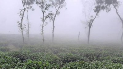 চা-বাগান এলাকায় খুব বেশি ঠান্ডা অনুভূত হচ্ছে
