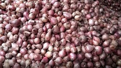 মুড়িকাটা পেঁয়াজ বাজারে