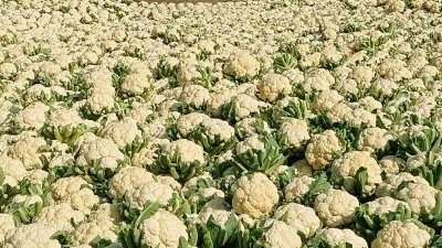 মহাস্থান হাটে তোলা ফুলকপি