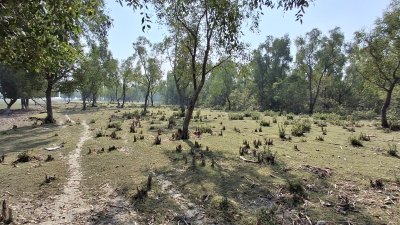হাতিয়ায় জেগে ওঠা জাগলার চর