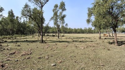 বৃহস্পতিবার বিকালে চরের একটি কিল্লা থেকে তার লাশ উদ্ধার করা হয়