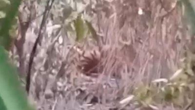 হরিণ শিকারের ফাঁদে আটকা গেলো বাঘ
