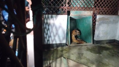 ফাঁদ থেকে উদ্ধার বাঘ