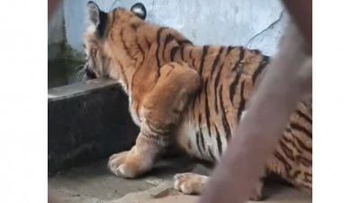 খুলনা রেসকিউ সেন্টারে চিকিৎসাধীন বাঘটি পানি ও খাবার গ্রহণ করছে