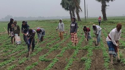 লোকসানের মধ্যে এবারও আলুচাষে নেমেছেন কৃষকরা
