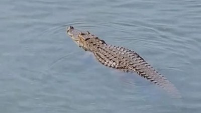 নদীতে ভাসছে কুমির