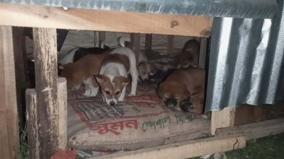 বিভিন্ন স্থানে খড়কুটো ভর্তি পাটের বস্তা বিছিয়ে দেওয়া হয়েছে