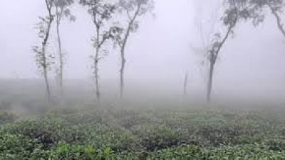 শীতে কুয়াশাচ্ছন্ন চা বাগান