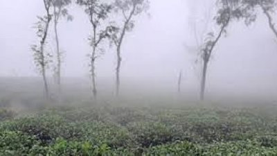 আজ দেশের সর্বনিম্ন তাপমাত্রা শ্রীমঙ্গলে
