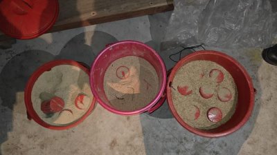 উদ্ধারকৃত ককটেল (ছবি: বাংলা ট্রিবিউন)