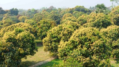 আমগাছগুলো মুকুলে ভরে উঠছে