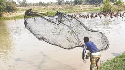 সিরাজগঞ্জের রায়গঞ্জ উপজেলায় সরকারি খাস পুকুরে মাছ ধরা নিয়ে আওয়ামী লীগ ও বিএনপির সমর্থকদের মধ্যে সংঘর্ষ