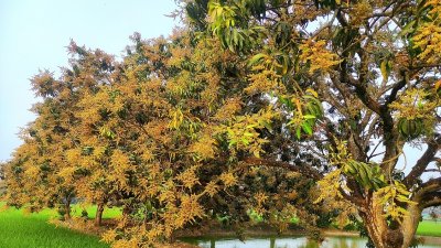 আম গাছে মুকুল