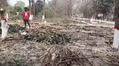 রংপুরের বেগম রোকেয়া বিশ্ববিদ্যালয়ে নির্বিচারে গাছ কাটার অভিযোগ উঠেছে বিশ্ববিদ্যালয় প্রশাসনের বিরুদ্ধে