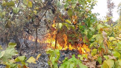 গাজীপুরের ভাওয়ালের বিস্তীর্ণ গজারি বন এলাকায় প্রতি বছর আগুনে পুড়ে ধ্বংস হয়ে যাচ্ছে বিভিন্ন বন্য প্রাণী ও উদ্ভিদ