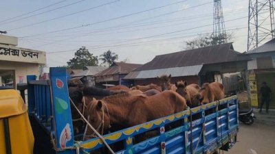 গাজীপুরের কালিয়াকৈরে ঘোড়া জবাইয়ের প্রস্তুতিকালে স্থানীয় লোকজনের সহায়তায় পাঁচ জনকে আটক করেছে পুলিশ